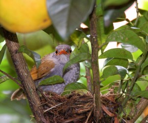 Panama homes birdwatching Boquete