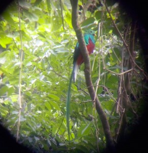 Quetzal on the Waterfall Trail, August 2014. Photo courtesy of John from Boquete Custom Tours!