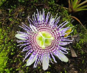 mossy stump flower